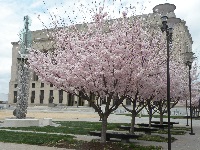 Nashville's history with cherry blossom trees - NASHtoday